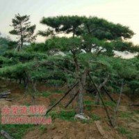 供應胸徑18公分造型黑松6層冠樹形優美
