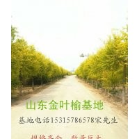 金葉榆 金枝槐供應
