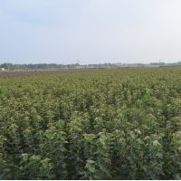 風生水起，通康園林刮起了強烈的“海棠風”