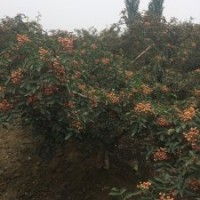 獅子頭花椒苗，哪里有賣