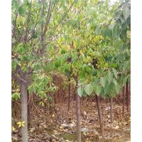 絲棉木，紫葉稠李價格，國槐，油松，白皮松，側(cè)柏容器苗批發(fā) 有