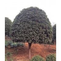 供應(yīng)香樟，桂花，廣玉蘭，羅漢松，樂昌含笑，紅花繼木，紅葉石楠