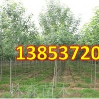 速白蠟價格表 速白蠟價格表形態特征