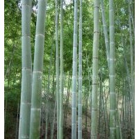 剛竹、金鑲玉竹、箬竹、青皮竹