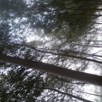 山西柳樹供應