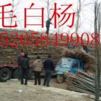 【魯】2015年綠化苗木價格