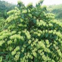 供應金銀花樹苗 茉莉花樹苗 桃花樹苗 酸柚樹苗 米蘭花樹苗 酸柑