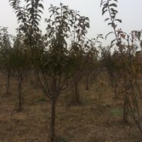 我公司現出售4-10公分法桐、欒樹。4-6公分速生櫻花、百日紅、紅