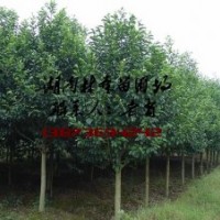6-8公分樂昌含笑價格