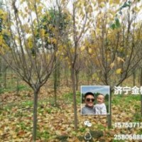 櫻花5-10公分，