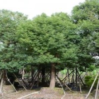 廣東芒果行道綠化樹規格齊全切桿香樟多頭香樟