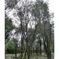 供應成都茶條槭 成都熟貨茶條槭