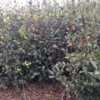 2016河南東潤油茶小苗最新供應 高產油茶苗