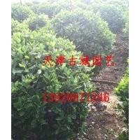 衛矛球