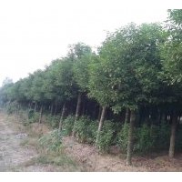 星程園林萬畝香樟樹低價酬賓大供應