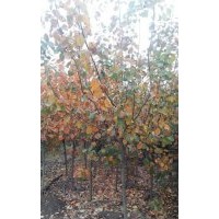 2-8公分黃櫨，西府海棠，木槿，紅葉李