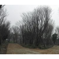 精品叢生、單桿茶條槭