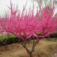 大量3公分榆葉梅供應