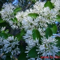 優(yōu)質油根子種 流蘇芽苗 流蘇苗
