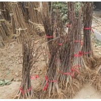 小苗:玉蘭小苗，紅楓小苗，櫻花小苗，西湖海棠小苗