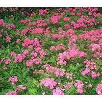 紅花繡線菊、金山繡線菊、金焰繡線菊、瓊花