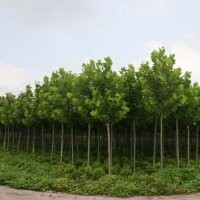 大量供應(yīng)：法桐、碧玉楊、白蠟、國槐