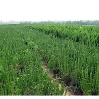 供應80公分以上油松苗