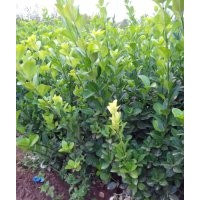 膠東衛矛最新價格_紅葉小檗基地_膠東衛矛基地