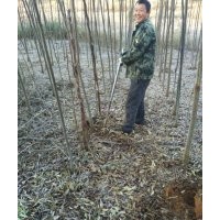 批發(fā)3公分欒樹(shù)、3公分欒樹(shù)價(jià)格、2-12公分欒樹(shù)價(jià)格