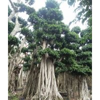 2016年7月廣西提根小葉榕樁頭工程批發價格-永秀花卉基地供應