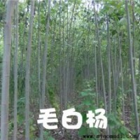 【主營】毛白楊，國槐，法桐，白臘，107，椿樹榆樹速生柳
