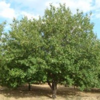 京紅海棠樹.低價10-20規格齊全