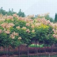 山西北欒供應
