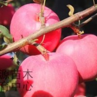 煙福8、神富一號、仲秋王蘋果苗