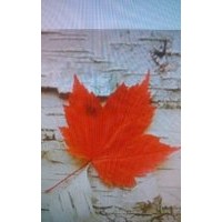 美國紅楓（秋火焰）