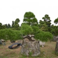 0003號3年以上培植日本進口黑松高大上造型精品黑松