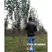 高桿櫻花4-7公分，