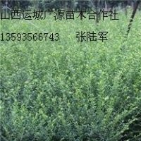 丁香苗文冠果苗鈣果苗大量出售