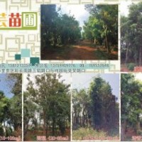 出售滇樸，黃連木，清香木，馬櫻花，皂角