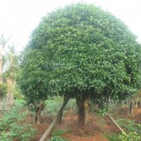 出售各種規(guī)格的《桂花》。