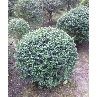 四川地區出售10-20的桂花