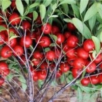 鈣果苗 大量低價供應鈣果苗
