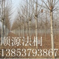 法桐.白蠟.國槐.18公分法桐.8公分白蠟