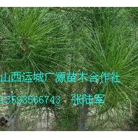 50-80公分營養杯白皮松大量低價出售