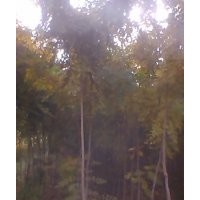 低價出售3公分北京欒樹