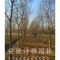 安徽肥西出售烏桕樹，低價出售2-20公分精品烏桕