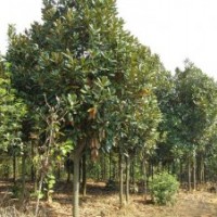低價拋售10-15公分廣玉蘭