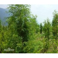 優質的的中山杉 優質的的中山杉 優質的的中山杉