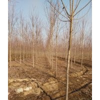本公司主營美國紅楓、榆樹等鄉土樹種