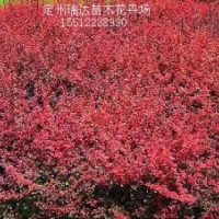 河北塔檜、紅葉李、紅葉小檗、側(cè)柏、冬青
